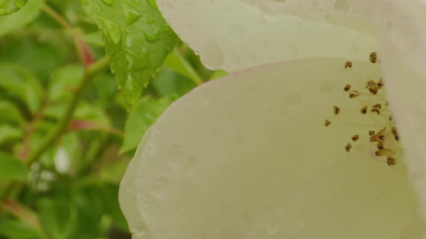 The white flower is being watered