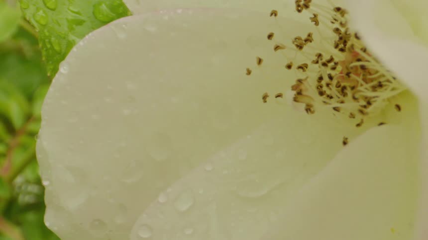 Water drops in extreme closeup on a flower with white petals