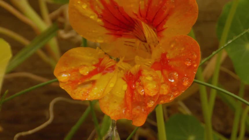 An orange flower is receiving several drops of water on its petals