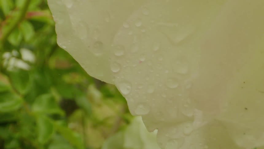 Rain drenches a white flower growing in a garden