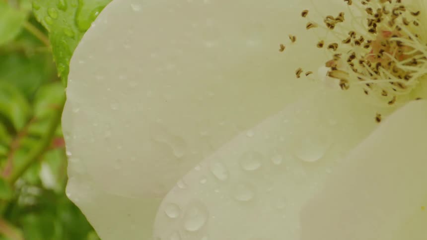 White flower in a garden being watered with water