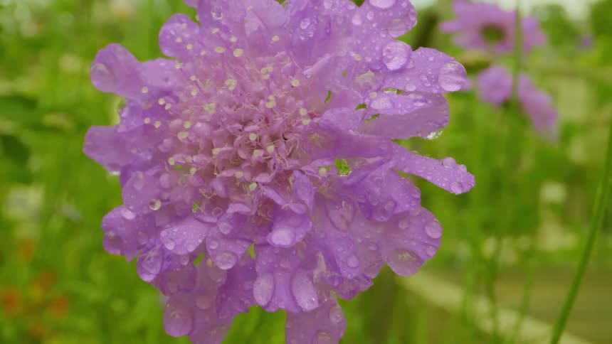 Closeup on a violet flower with water drops