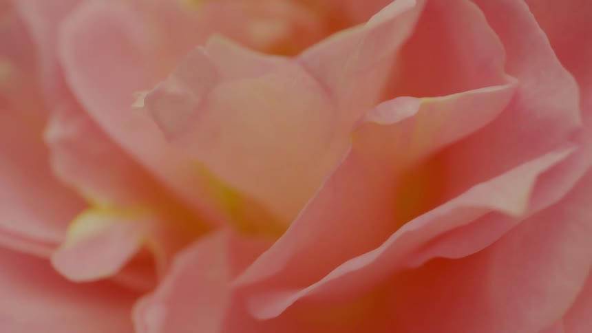 Extreme closeup on a flower with light pink tones