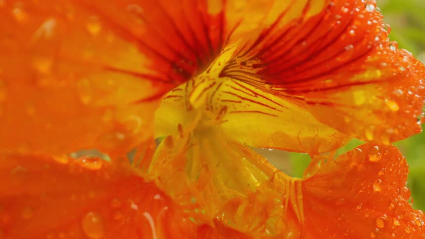 Extreme close up of an orange flower with rain droplets swaying in the breeze