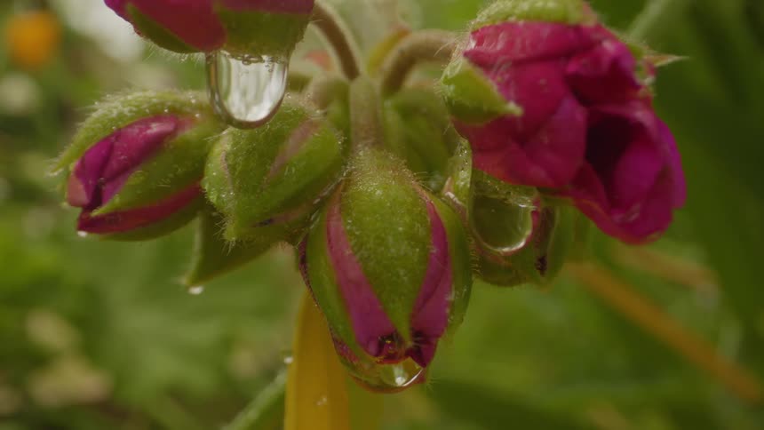 Water droplets fall from a flower bud