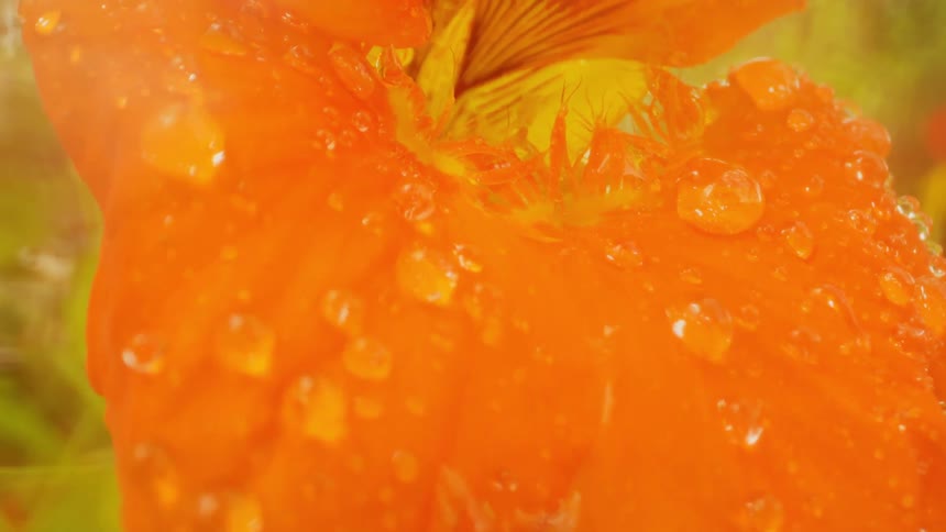 The flower petal is covered with water