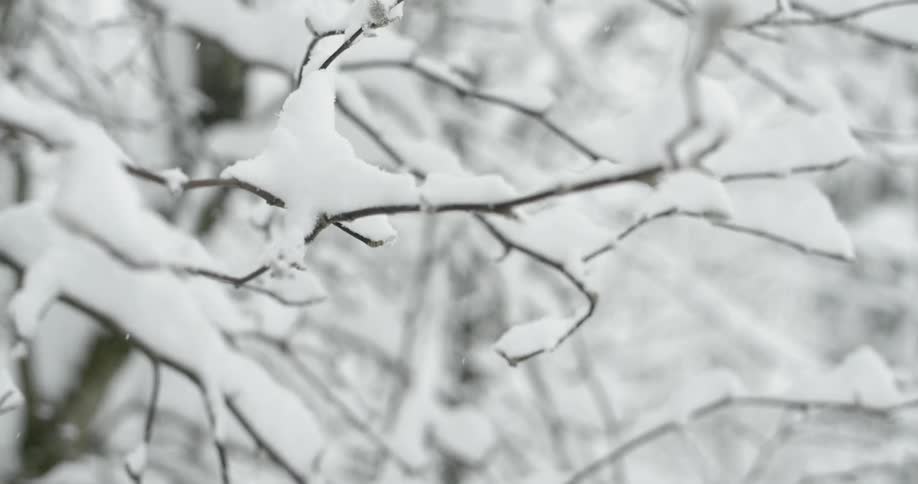 Snow falls on a tree during winter