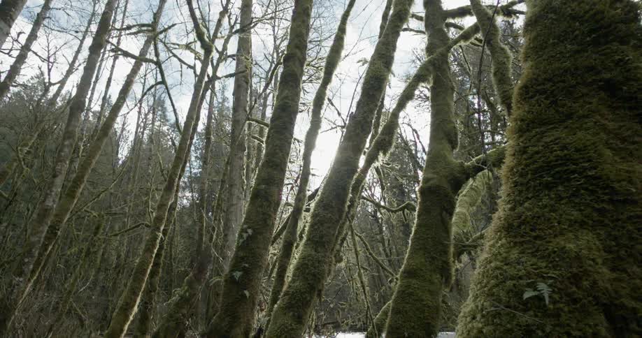A view of moss covered trees in the woods