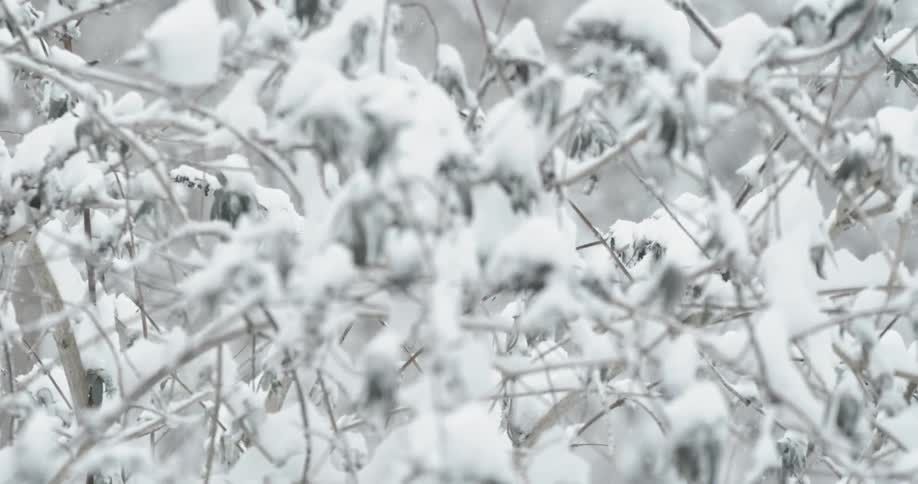 Snow falls on a bunch of trees