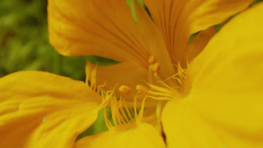 Extreme closeup on a flower with yellow petals
