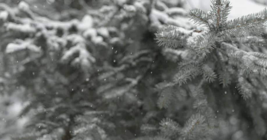Snow falling on an evergreen tree
