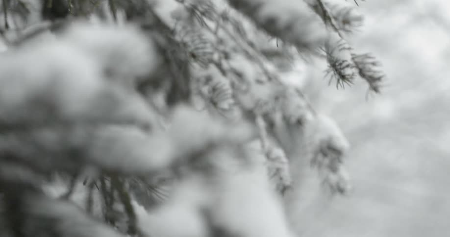 Snow weighing down an evergreen tree