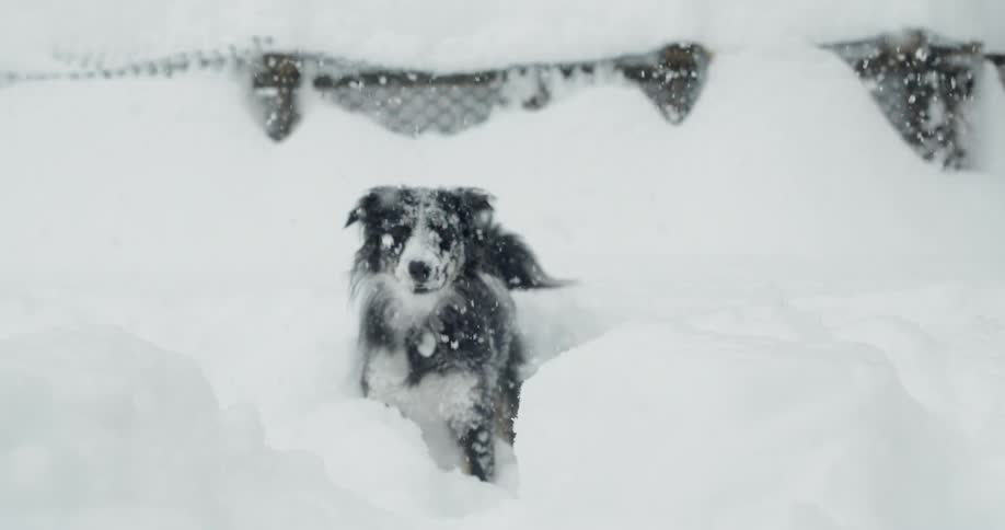Black and white dog standing in some deep snow as the snow continues to fall