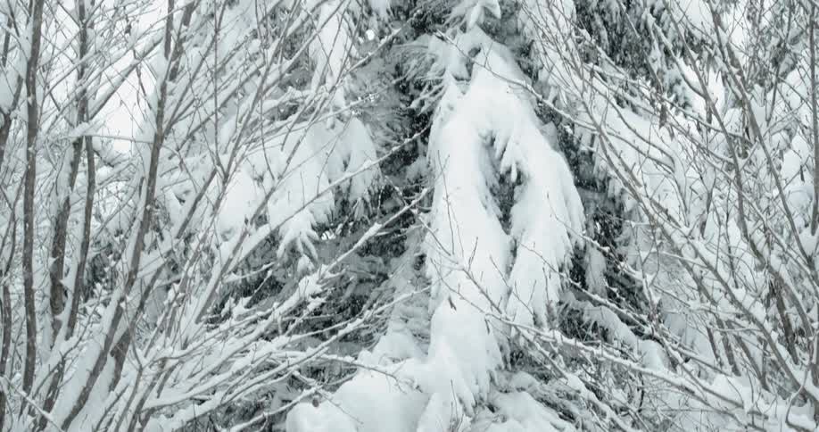 Snow falls on tree branches