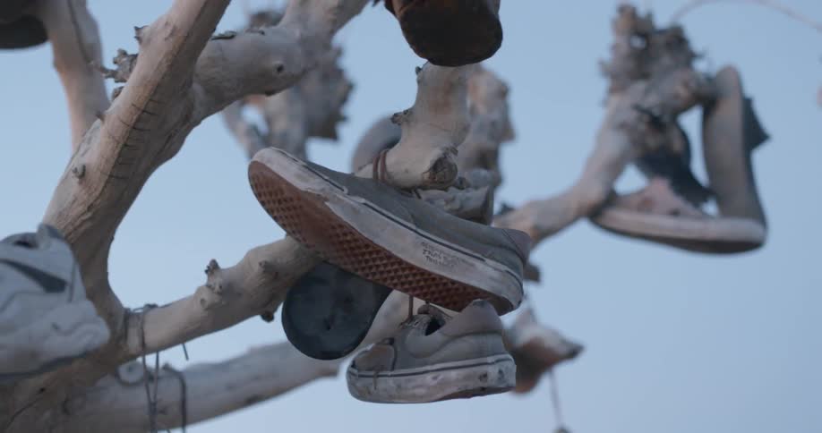 Sneakers hanging in a tree