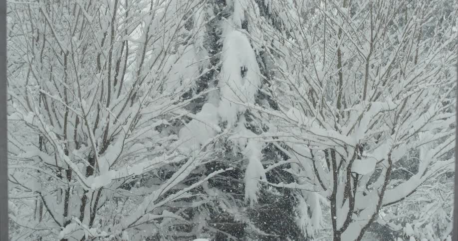 Snow falls outside covering the trees