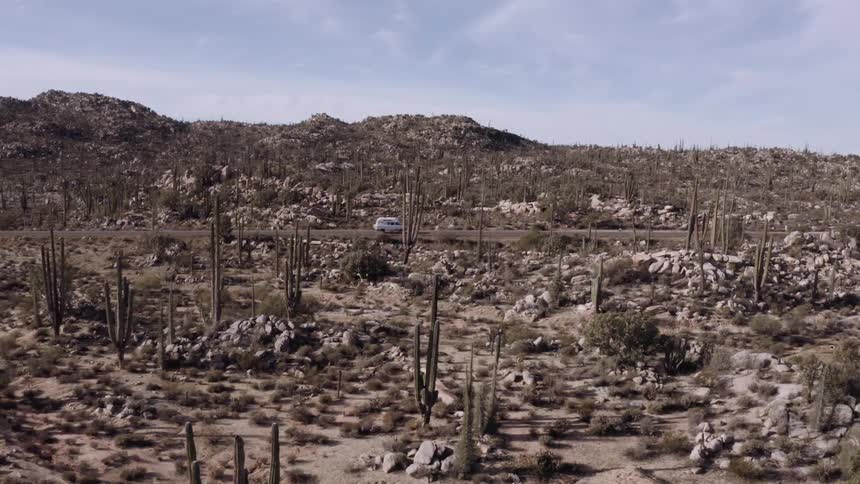 White vehicle passing along a road surrounded by cacti in desert vegetation
