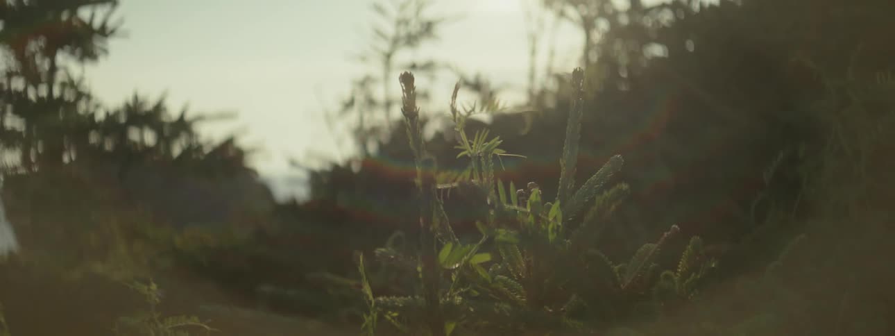Plants in focus under soft light