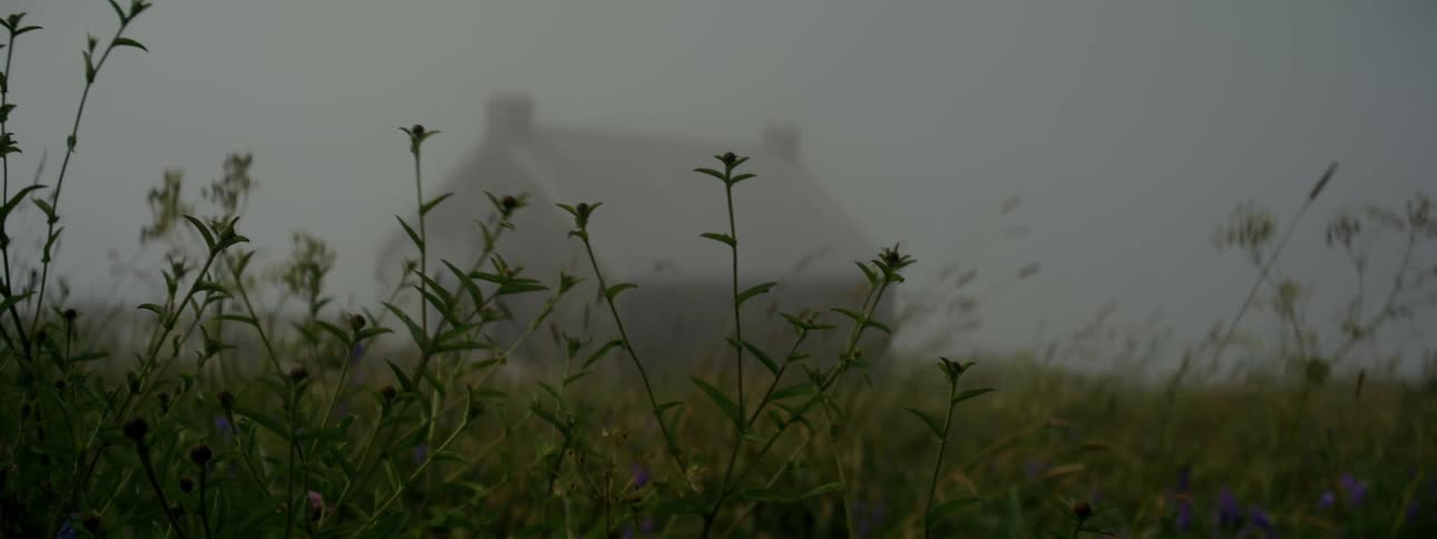 Plants grow and move in the breeze on a foggy day near a house in a rural area