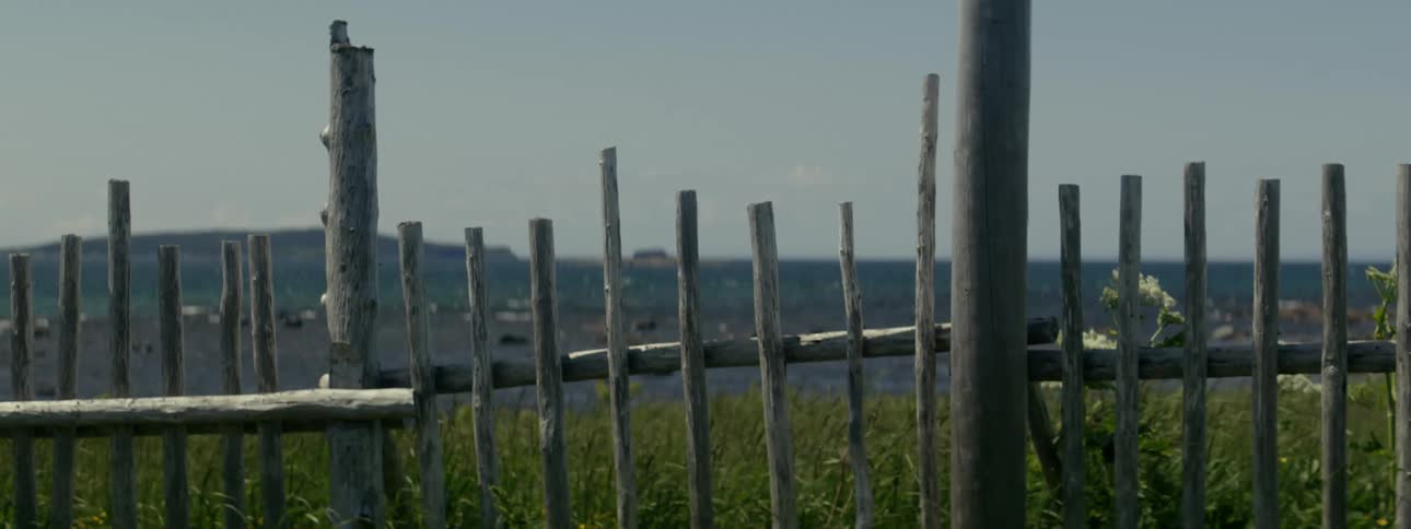 Plants growing near a wooden fence in a rural area around due to wind