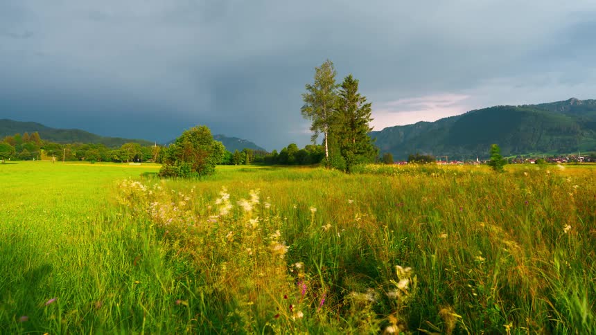Green field with diverse plants and wildflowers under a cloudy sky