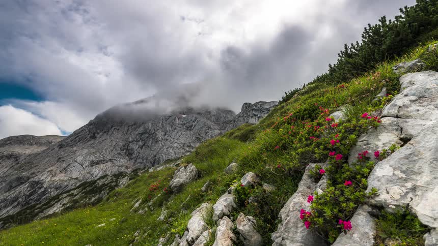 Flowers are on the mountain peak