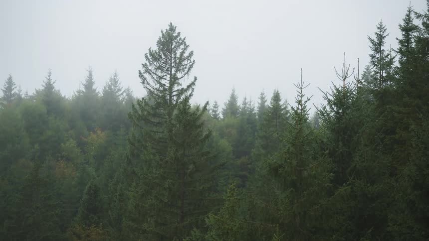 Time lapse of mist or clouds rolling over a pine tree forest