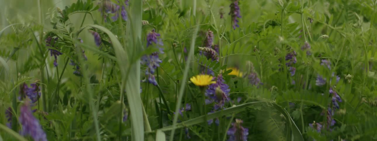 The wind blows the small flowers on the field