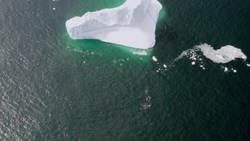 Two whales throwing water up to the surface to breathe next to a white iceberg