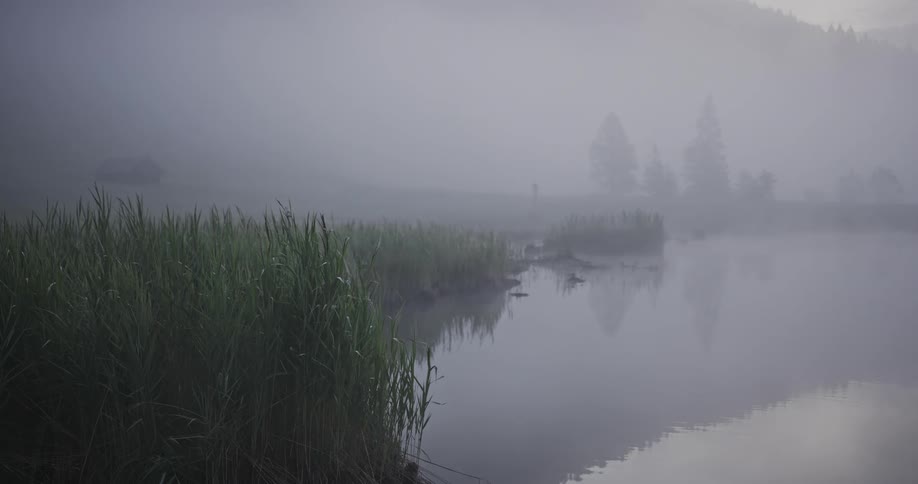A lakeside with fog over the water reflecting trees in the lake and reeds in the foreground