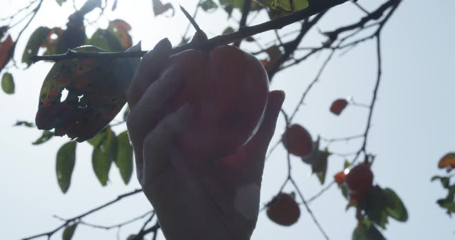 Person picks a fruit from a tree with scarce leaves on a bright sunny day