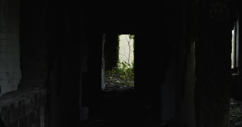A green plant grows inside of a dark abandoned building
