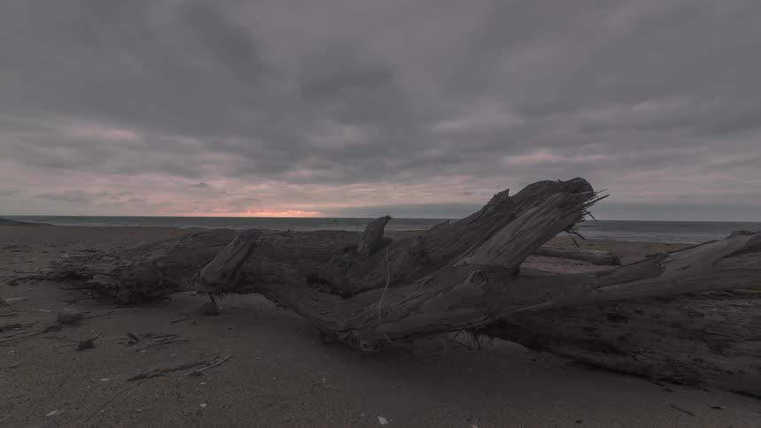 A large piece of driftwood sits on a beach