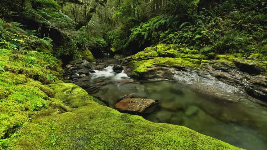 River flows past moss covered banks in the forest
