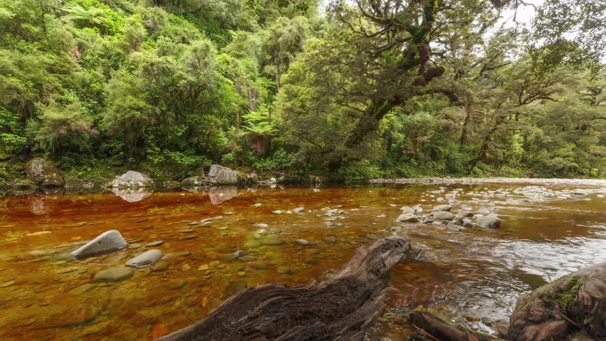A stream runs past the forest