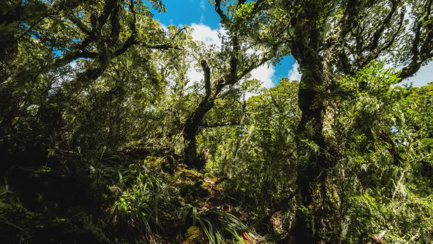 White clouds move across a blue sky above a dense forest