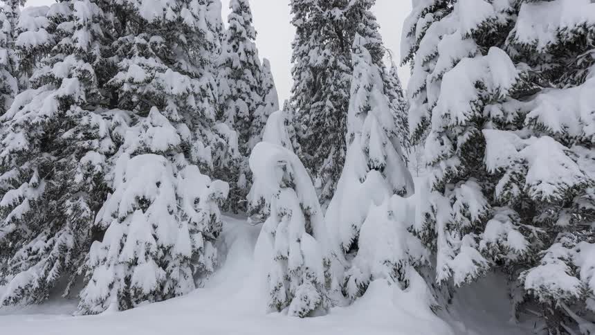 A snowcovered coniferous forest with trees bending under the weight of snow