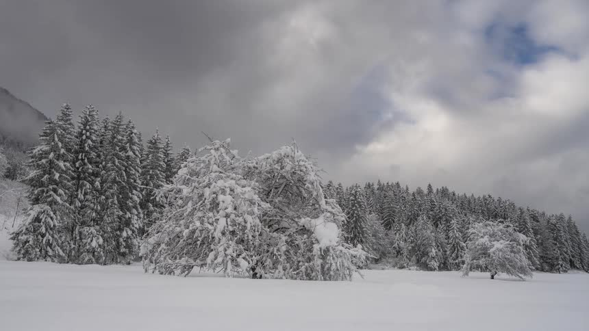 The woods are covered with snow