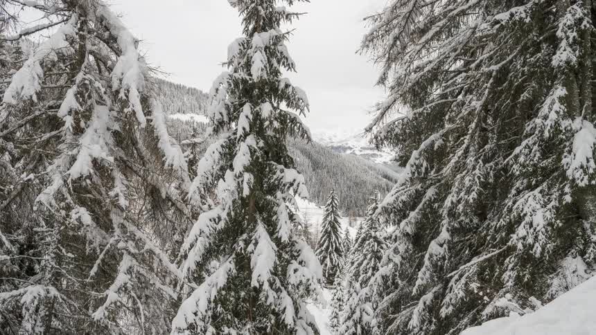 Snow covered trees in the wind