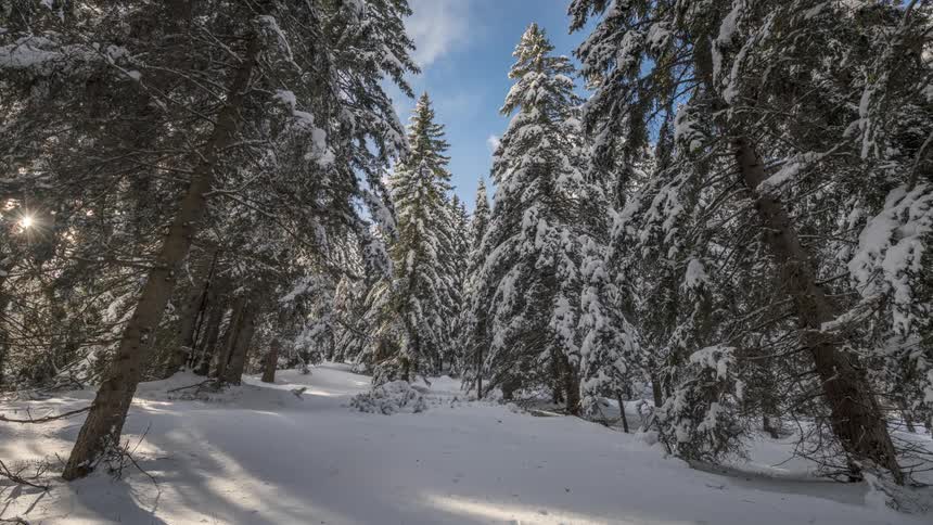The forest is covered with snow