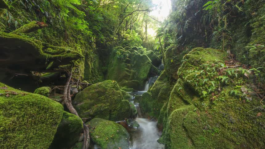 A stream runs over rocky rapids in a forest