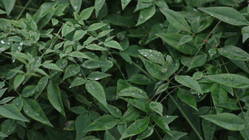 Leaves rustle in the wind