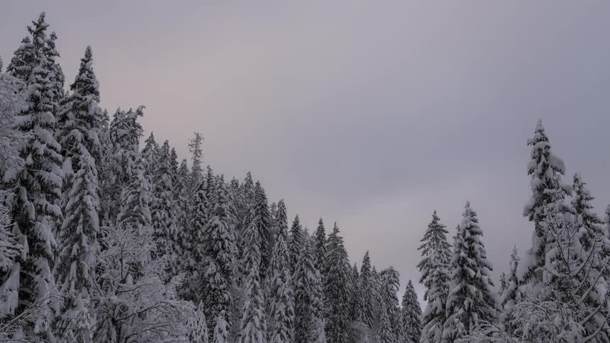 Conifers covered in snow and clouds passing by