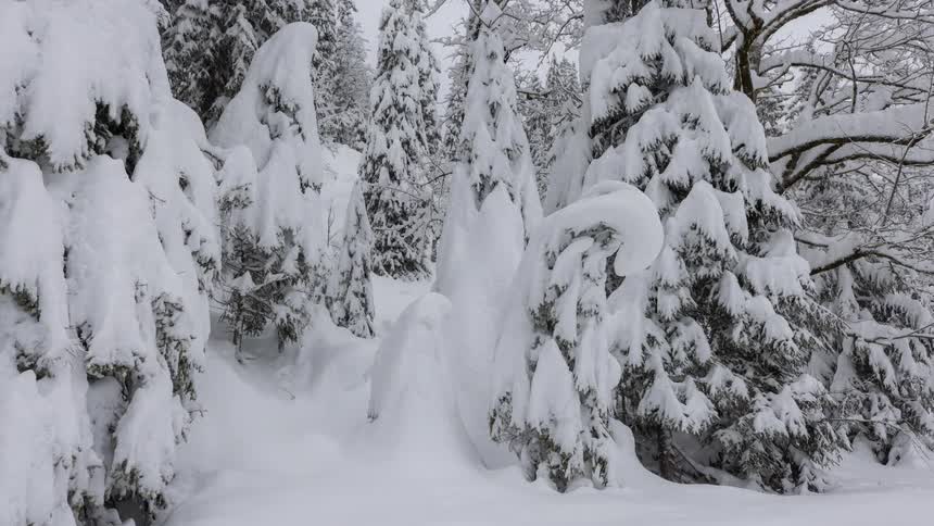 The trees are covered in heavy snow