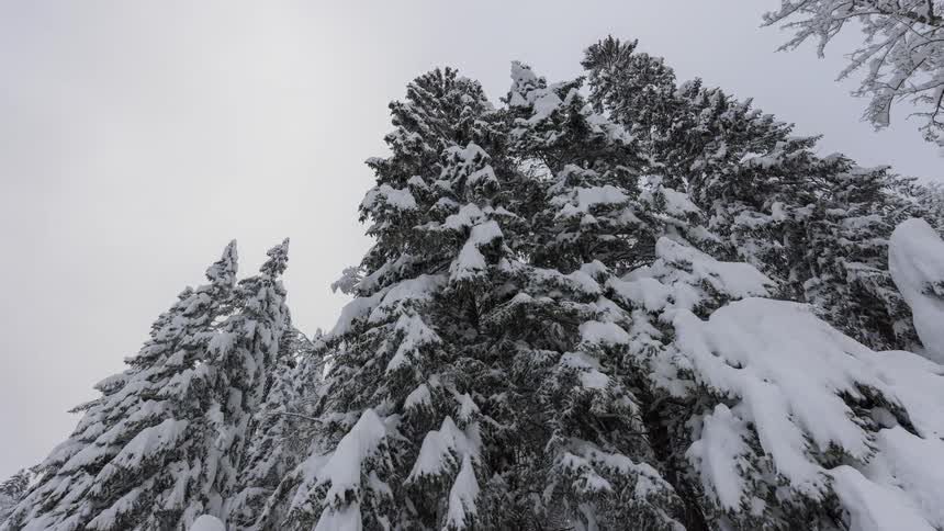 Coniferous forest covered by snow