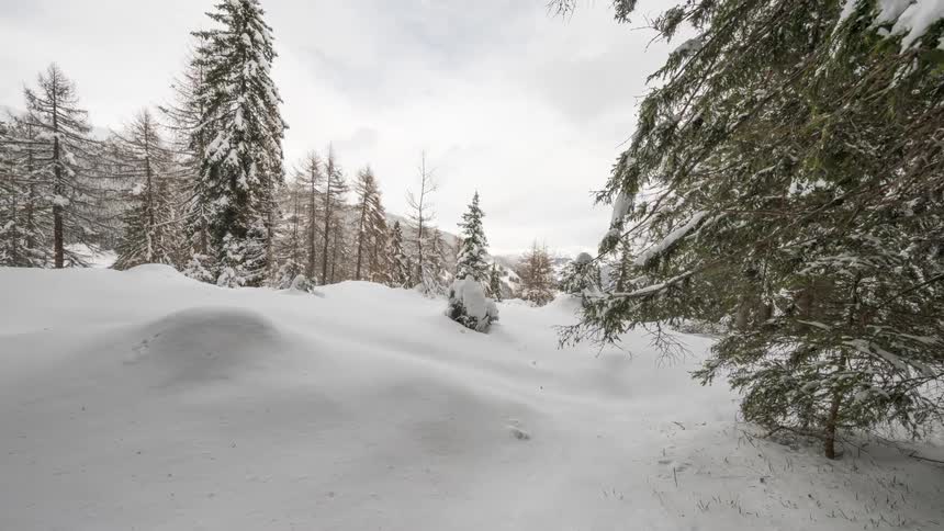 Conifers on a snowcovered mountain