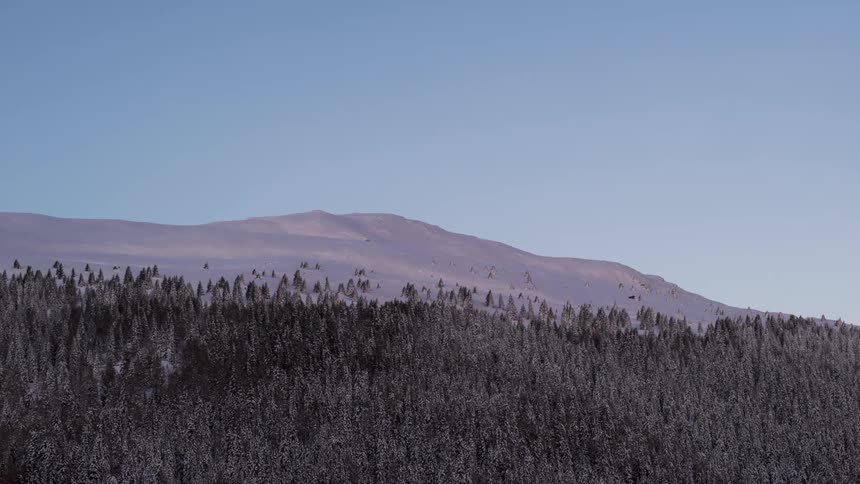 Winter landscape with snowcovered conifers and a gentle mountain in the background under a clear sky