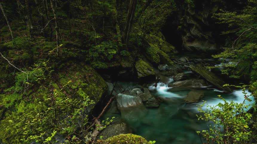 A stream runs through the woods