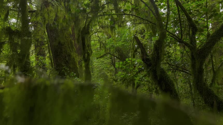 Green forest during the day