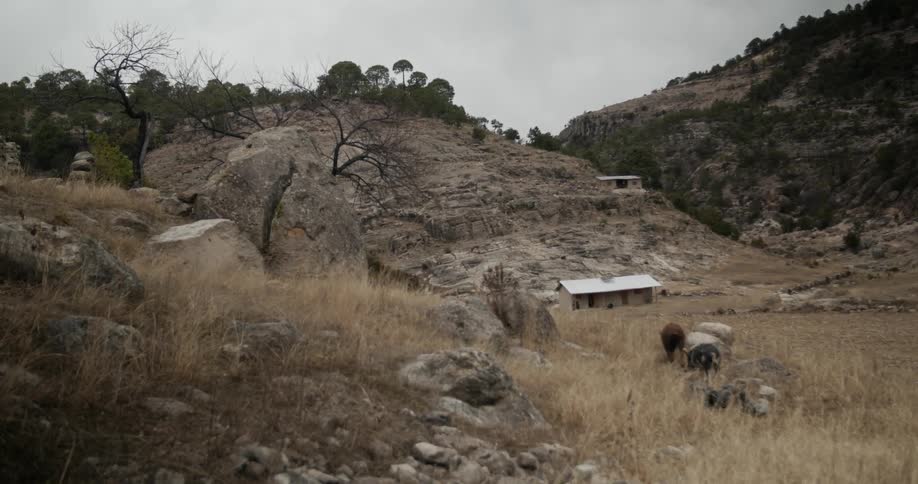 Two pigs walk through the cheatgrass around a rocky hillside
